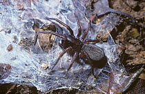Common motherphage spider {Coelotes atropos} female under stone, UK