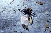 Female Common crawler spider {Zelotes latreillei} guarding her egg-sac beneath a stone, UK