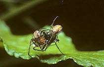 Spring orb weaver spider {Meta mengei} male (left) courting female over the corpse of a fly in her web, UK