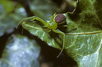 Female Green crab spider {Diaea dorsata} on Ivy leaf, UK