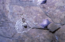 Grey house spider {Zosis geniculatus} female on web next to her eggs, in a cave, Thailand