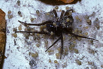 Black lace weaver spider {Amaurobius ferox}  babies feeding on the corpse of their recently dead mother, UK