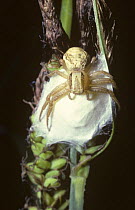Female Crab spider {Xysticus cristatus} guarding egg-sac, UK