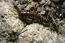 Centipede {Lithobius pilicornis} UK