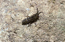Hairy ground springtail (Orchesella flavescens) UK
