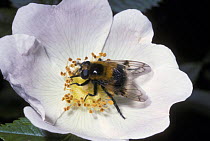 Hover fly {Volucella bombylans} on Dog rose flower, UK Note - a white-tailed bumble bee mimic