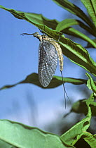 Greendrake / Angler's drake mayfly {Ephemera danica} hanging on to underside of vegetation, UK Note - Sub-imago or dun