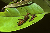 Broad-headed bug {Hyalymenus sp.} ant mimicing nymph feeds from bird dropping on leaf, note seeds in the bird dropping, Costa Rica