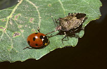 Stealthy shield bug {Troilus luridus} adult feeding on a 7-spot ladybird {Coccinella 7-punctata} UK
