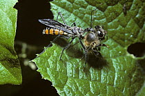Assassin bug {Rhinocoris albopilosus} feeding on Honey bee in rainforest, Uganda