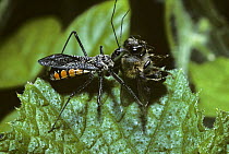 Assassin bug {Rhinocoris albopilosus} feeding on Honey bee in rainforest, Uganda