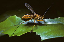 Assassin bug (Sphodrolestes sp.} mimicing a polistine social wasp, in Amazonian rainforest, Brazil