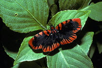 Blood-red skipper butterfly (Haemactis sanguinalis)  in rainforest, Peru