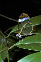 Curvy-veined greta butterfly {Greta andromia} in rainforest, Venezuela