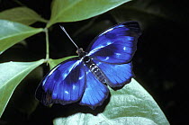 Orsis bluewing butterfly {Myscelia orsis} in Atlantic coast rainforest, Brazil