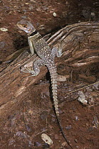 Cuvier's / Madagascar spiny tailed lizard {Oplurus cuvieri} Madagascar