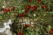 Greek / Spur thighed tortoise {Testudo graeca} among wild flowers, springtime, Israel