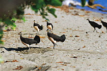 Maleo fowl {Macrocephalon maleo} near nests on beach, Sulawesi, Indonesia