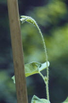 Morning glory {Ipomoea nil} vine bending to grow round stick, Japan