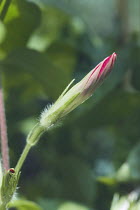 Morning glory {Ipomoea nil} flower bud, Japan