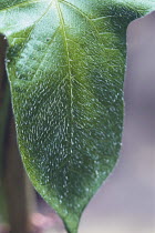 Morning glory {Ipomoea nil} leaf, Japan
