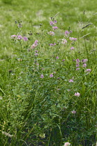 Alfalfa plant in flower {Medicago sativa} Hokkaido, Japan