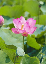 Sacred lotus flower {Nelumbo nucifera} Saitama, Japan