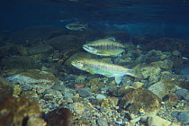 Amago / Red-spotted Masu Salmon {Salvelinus leucomaenis pluvius} swimming in river, Gifu, Japan
