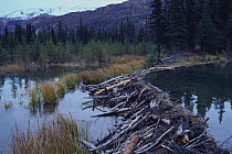 Dam build by American beaver {Castor canadensis} Denali NP, Alaska, USA, September 1990