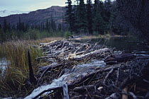 American beaver {Castor canadensis} building dam, Denali NP, Alaska, USA, September 1990