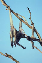 Spider Monkey {Ateles sp} and young hanging from branch by their prehensile tails, captive