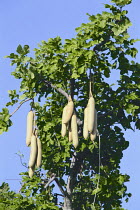 Sausage Tree {Kigelia pinnata} with fruits hanging down, Zambezi National Park, Zimbabwe