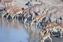 Impala {Aepyceros melampus} and Greater Kudu {Tragelaphus strepsiceros} drinking at waterhole, Hwange National Park, Zimbabwe