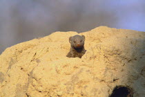 Dwarf Mongoose {Helogale parvula} looking out from behind a rock, Hwange National Park, Zimbabwe