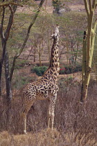 Masai Giraffe {Giraffa camelopardalis tippelskirchi} reaching to browse, Nairobi National Park, Kenya