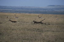 Cheetah {Acinonyx jubatus} hunting Thomson's Gazelle {Gazella thomsoni} Masai Mara National Reserve, Kenya