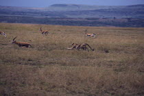 Cheetah {Acinonyx jubatus} hunting Thomson's Gazelle {Gazella thomsoni} Masai Mara National Reserve, Kenya