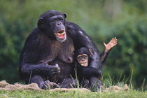 Chimpanzee {Pan troglodytes} adult and young making facial expressions, captive, Miami Zoo, Florida, USA