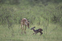 Impala {Aepyceros melampus} with newborn fawn, Lake Nakuru National Park, Kenya