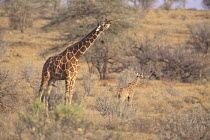 Reticulated Giraffe {Giraffa camelopardalis reticulata} adult and young, Samburu National Reserve, Kenya