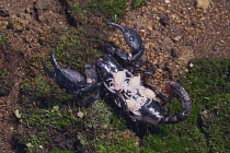 Giant african / Emperor Scorpion {Pandinus imperator} carrying babies on its back