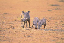 Warthog {Phacochoerus aethiopicus} adult and young, Masai Mara National Reserve, Kenya