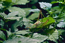 Bush-cricket {Mecopoda nipponensis} male (green phase) stridulating, Japan, September