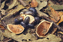 Pillbug / Pill Woodlouse {Armadillidium vulgare} feeding on nut, Japan