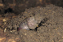 Saw Stag Beetle {Prosopocoilus inclinatus inclinatus} female laying eggs in earth, Japan