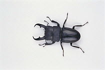 Stag Beetle {Dorcus titanus pilifer} male, Japan