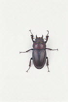 Saw Stag Beetle {Prosopocoilus inclinatus inclinatus} female, Japan
