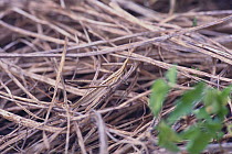 Oriental Long Headed Locust / Chinese grasshopper {Acrida cinerea antennata} male camouflaged in dead vegetation (brown phase), Japan