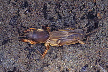 Mole Cricket {Gryllotalpa fossor} Japan