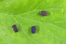 Case bearing leaf beetle {Chlamisus spilotus} (center) mimic hornworm's pellets, Japan